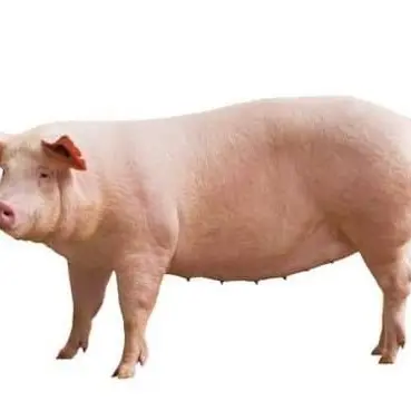 Profile image of 오돼쿠