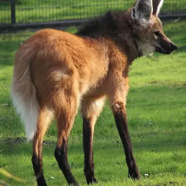 Profile image of 늑대
