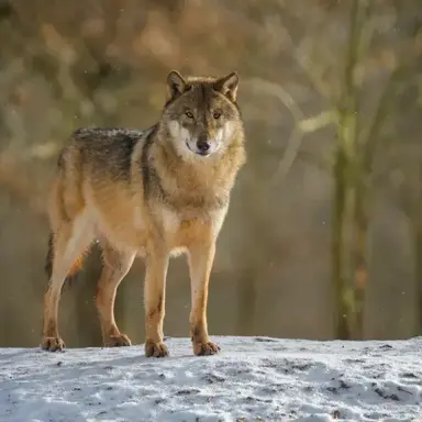 Profile image of 늑대