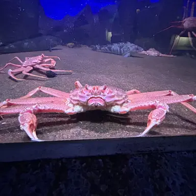 Profile image of Crab