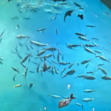 Profile image of Small Fish