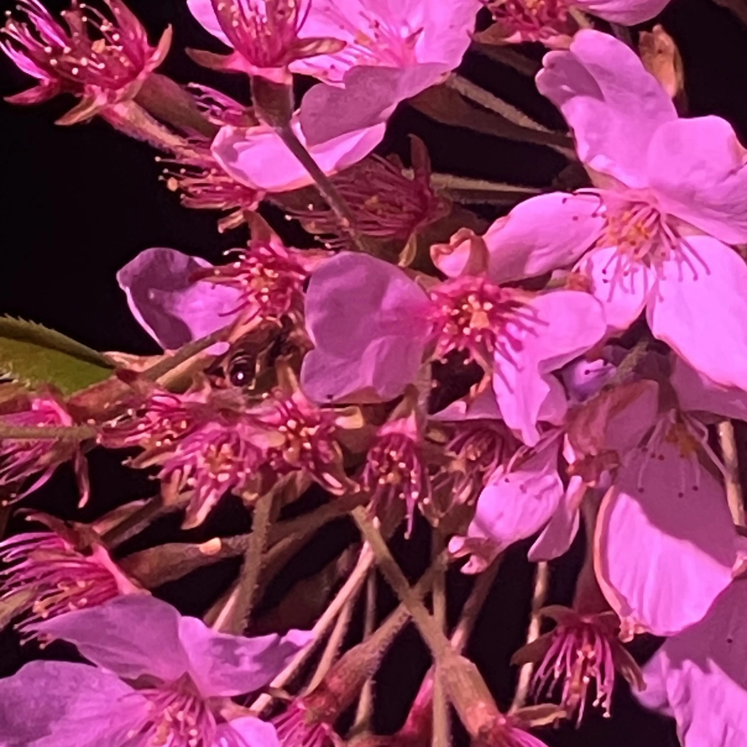 BriskEdit1712의 子犬🐶