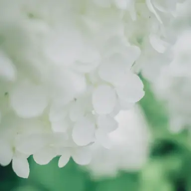 Profile image of MILK
