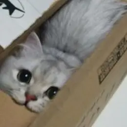 CrazyRadar7388의 아깽이 냥줍