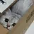 냥이