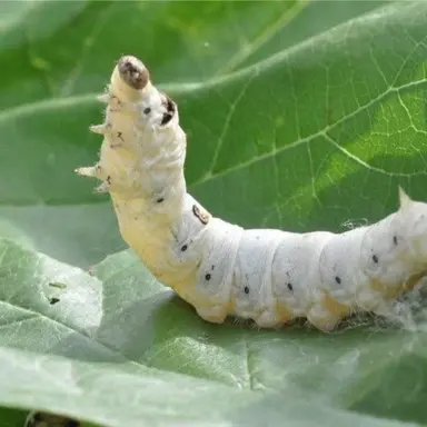 Profile image of 첫째