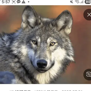 Profile image of 늑대