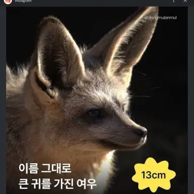 Profile image of 여우