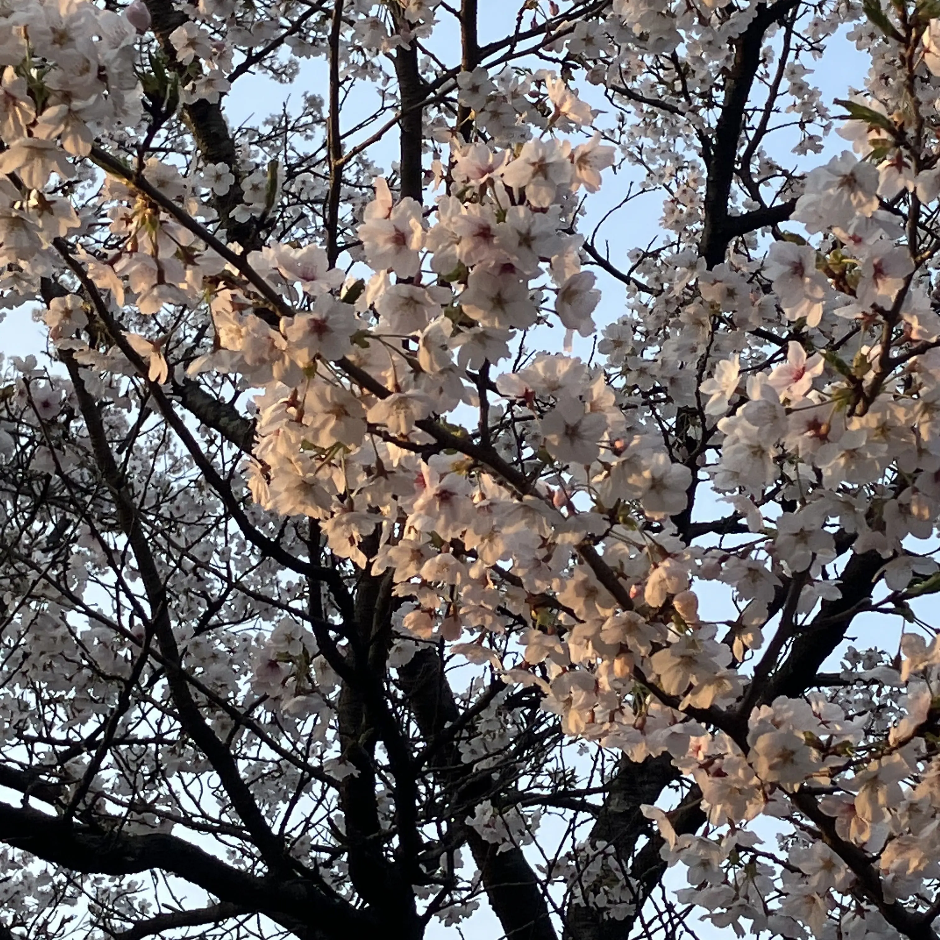 IdealLeech1002의 にゃ