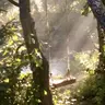 Profile image of The Forest