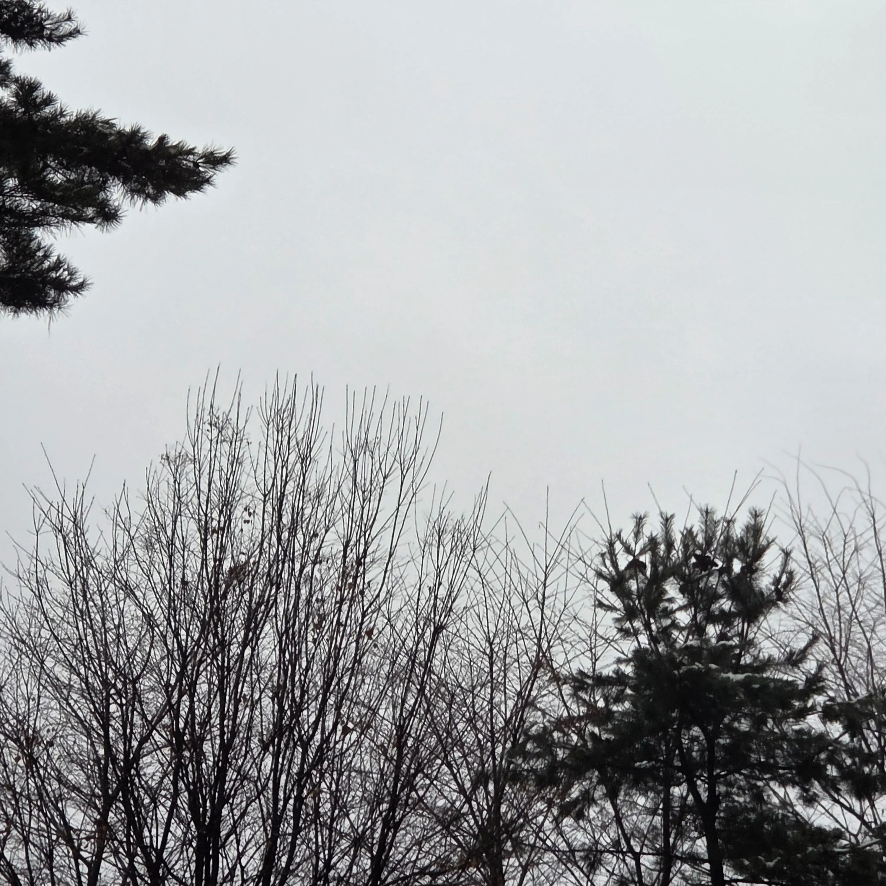 LaxestEgret7337의 아,귀찮게.