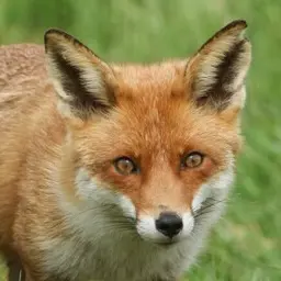 Profile image of 여우