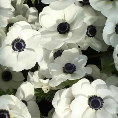 Profile image of 하루메