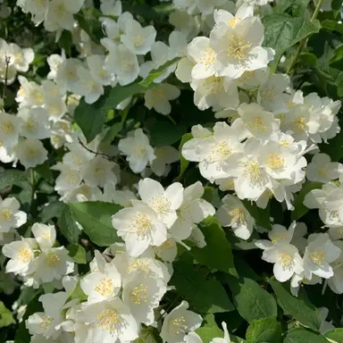 Profile image of 카에데