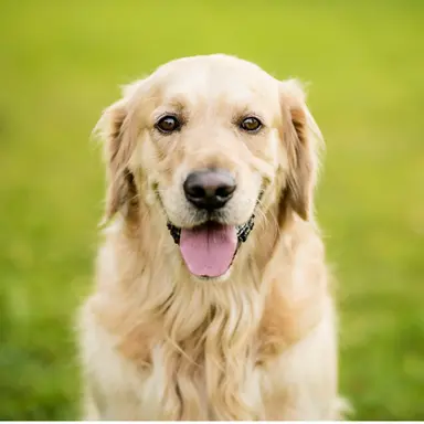 Profile image of ぽこ