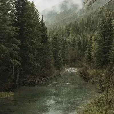 ActiveShirt7113의 The Woods