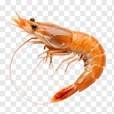 Profile image of 새우씨