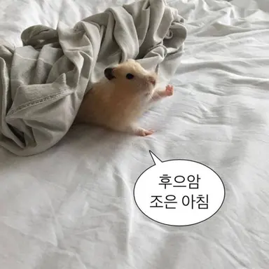 Profile image of 동생
