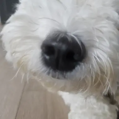 Profile image of 하야테