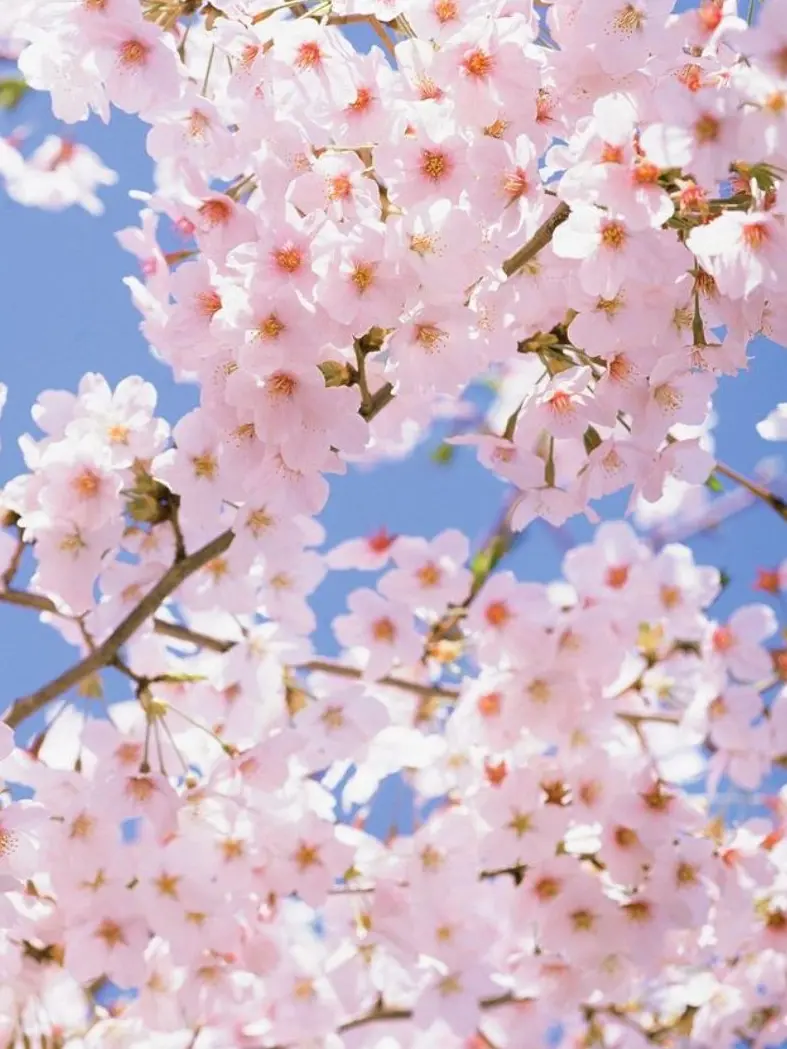 Suatyama._.dazo의 心の中が見えるように   !   ?
