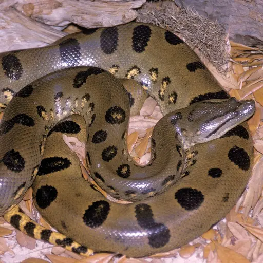 PurpleEdit5313의 Anaconda