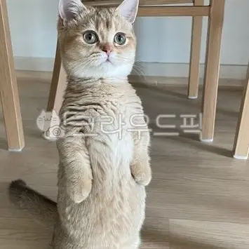 Profile image of 최고양이