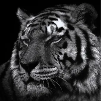 Profile image of 키루