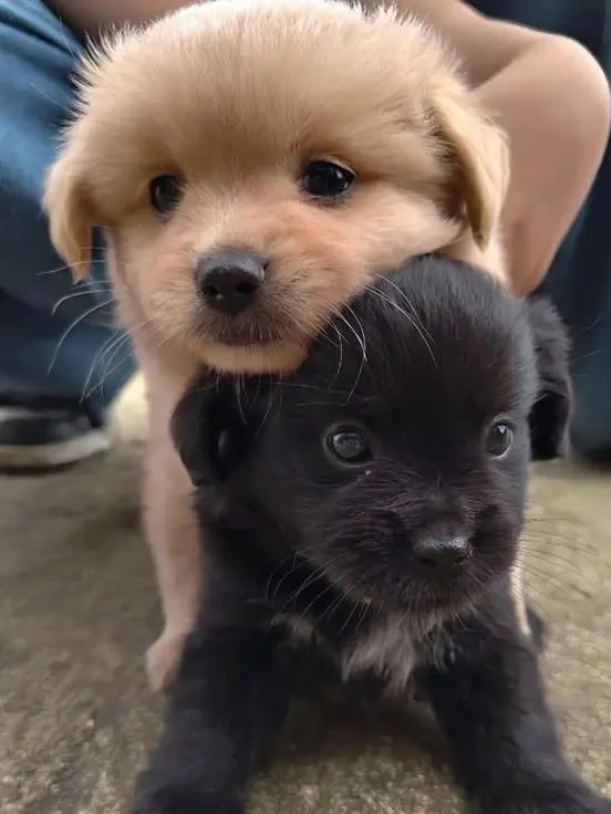 BlandTetra8819의 メロい芸人さんに惚れちゃうよぉ！！