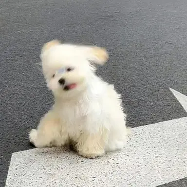 Profile image of 吉野