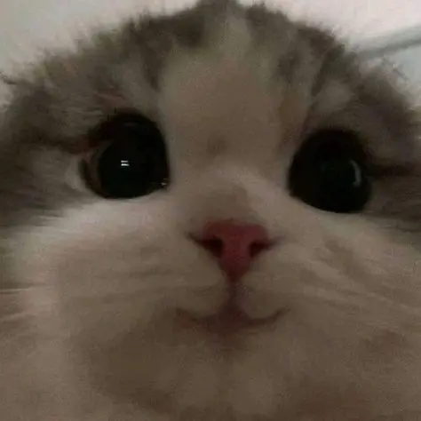 PettyYawn9877의 흔한남매 에이미 으뜸이
