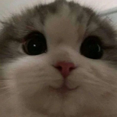 흔한남매 에이미