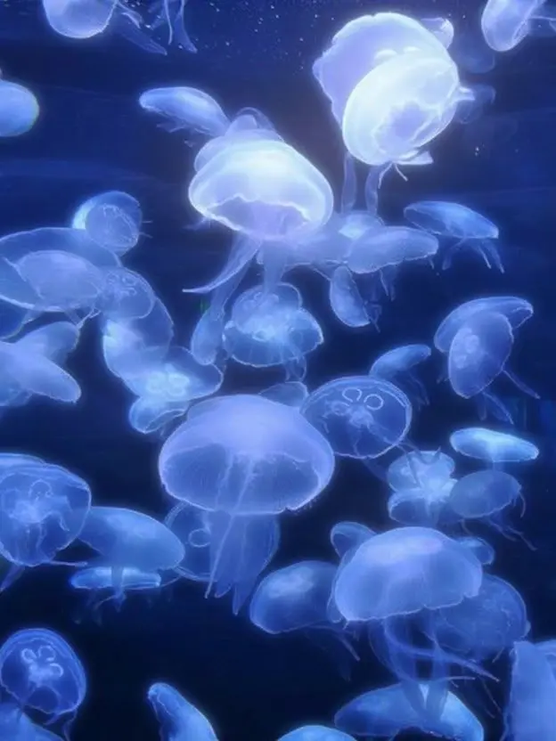 _.-._의 ଳ 해 파 리 ଳ