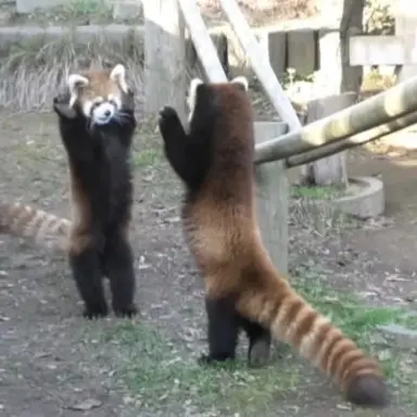 Profile image of スングァン