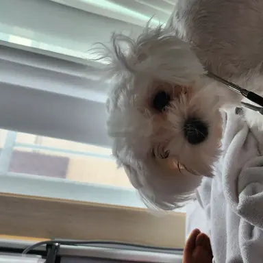 Profile image of 박두부