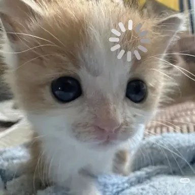 Profile image of 뇽이