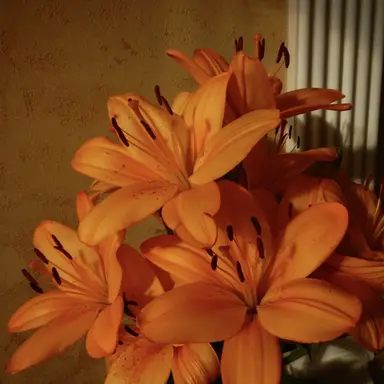 Profile image of 박덕개