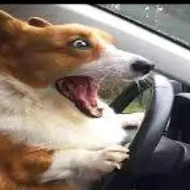 Profile image of Aria