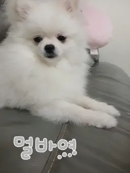 Profile image of 진저 클라렛