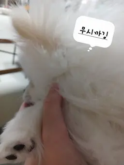 Profile image of 패치스 이토