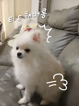 Profile image of 브라우니 펨브로그