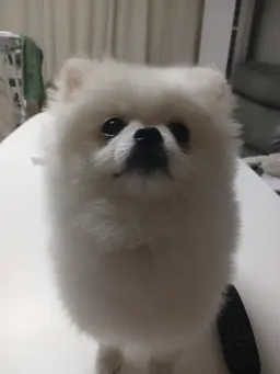 Profile image of 브라우니 펨브로그