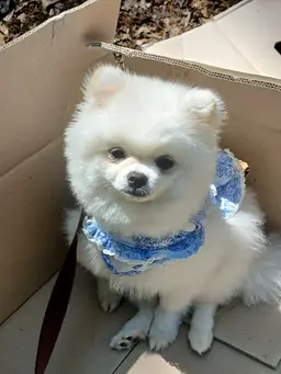 Profile image of 엔젤 그리말킨