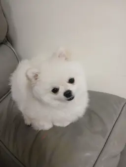Profile image of 코코 그리말킨
