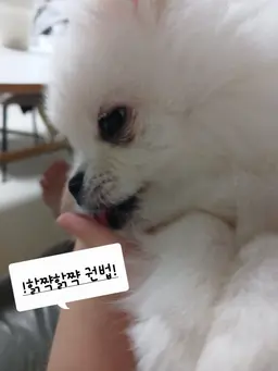 Profile image of 스파키 프리츠