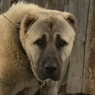 Profile image of Brutus