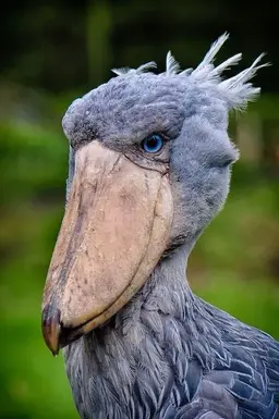 Profile image of 슈빌