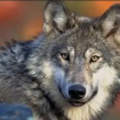 Profile image of 늑대