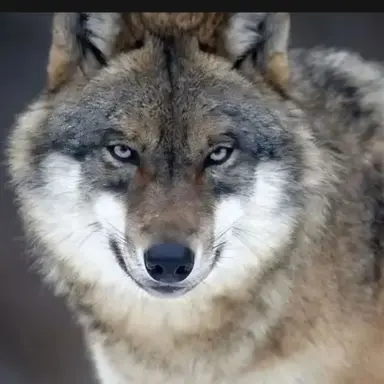 Profile image of 늑대