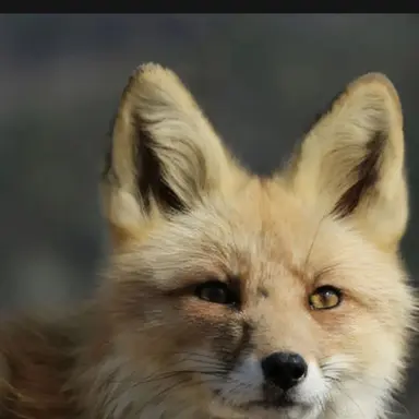 Profile image of 여우