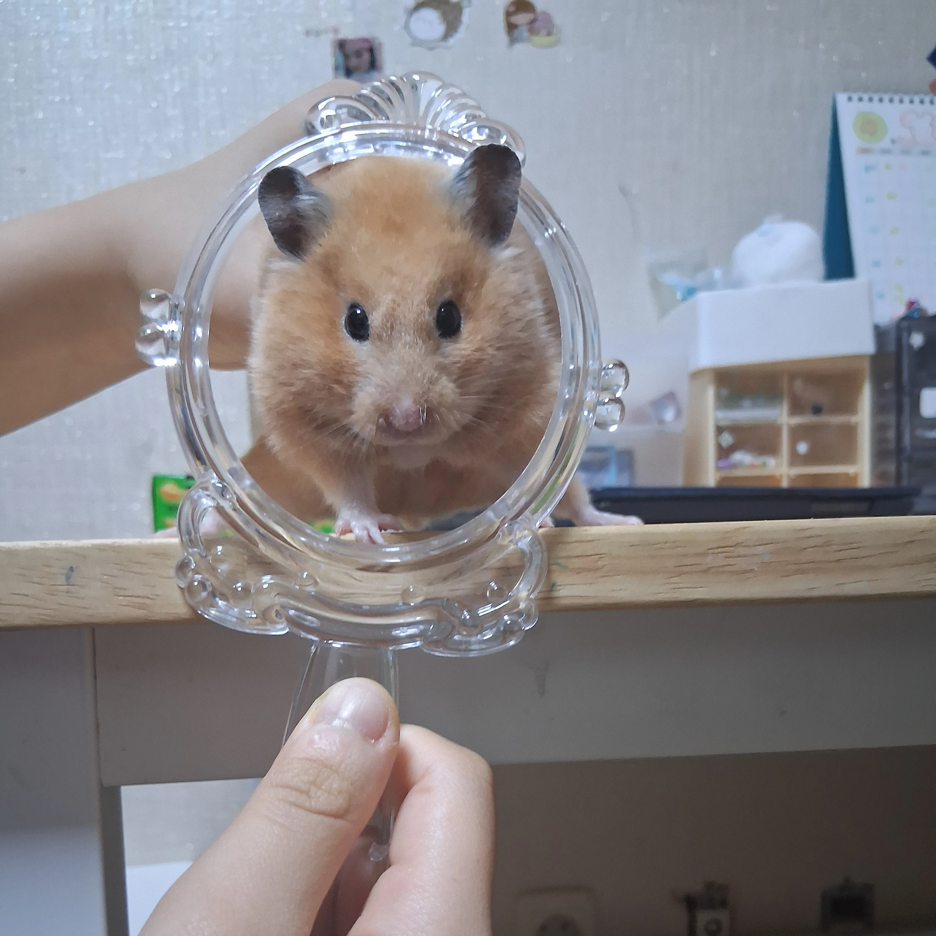 네즈코
